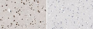 Anti-RNA polymerase II Antibody, clone CTD4H8 ZooMAb&#174; Mouse Monoclonal recombinant, expressed in HEK 293 cells