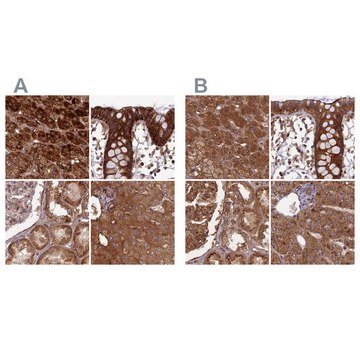 Anti-TCF25 antibody produced in rabbit Prestige Antibodies&#174; Powered by Atlas Antibodies, affinity isolated antibody, buffered aqueous glycerol solution
