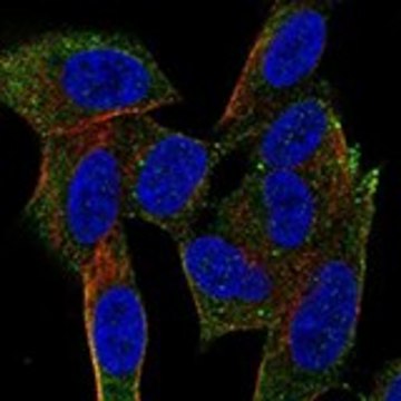 Anti-NRSN1 antibody produced in rabbit Prestige Antibodies&#174; Powered by Atlas Antibodies, affinity isolated antibody, buffered aqueous glycerol solution