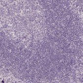 Anti-ANO2 antibody produced in rabbit Prestige Antibodies&#174; Powered by Atlas Antibodies, affinity isolated antibody