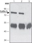 Anti-Cullin 3 (C-terminal) antibody produced in rabbit ~1.0&#160;mg/mL, affinity isolated antibody, buffered aqueous solution