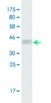 Monoclonal Anti-RABGAP1, (N-terminal) antibody produced in mouse clone 3D11, purified immunoglobulin, buffered aqueous solution