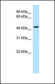 Anti-MYC, (N-terminal) antibody produced in rabbit affinity isolated antibody