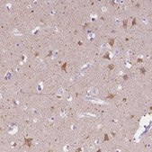 Anti-CHRM1 antibody produced in rabbit Prestige Antibodies&#174; Powered by Atlas Antibodies, affinity isolated antibody, buffered aqueous glycerol solution