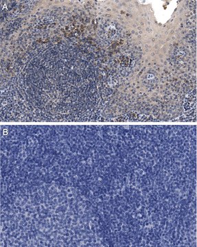 Anti-IL-6 Antibody, clone 3A7.10