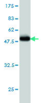 Monoclonal Anti-PROCR antibody produced in mouse clone M3, purified immunoglobulin, buffered aqueous solution