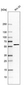 Anti-NEMP1 antibody produced in rabbit Prestige Antibodies&#174; Powered by Atlas Antibodies, affinity isolated antibody, buffered aqueous glycerol solution
