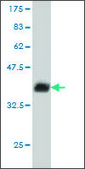 Monoclonal Anti-BANF1 antibody produced in mouse clone M1, purified immunoglobulin, buffered aqueous solution