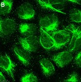 Anti-Calreticulin Antibody, clone 1F16 ZooMAb&#174; Rabbit Monoclonal recombinant, expressed in HEK 293 cells