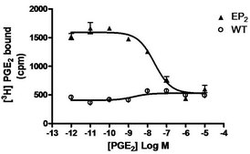ChemiSCREEN Membrane Preparation Recombinant Human EP2 Prostanoid Receptor Human EP2 GPCR membrane preparation for Radioligand binding Assays &amp; GTP&#947;S binding.