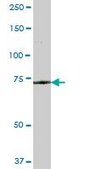 Anti-GLB1 antibody produced in mouse purified immunoglobulin, buffered aqueous solution