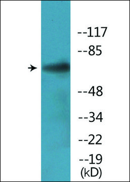 Anti-phospho-PLK1 (pSer137) antibody produced in rabbit affinity isolated antibody