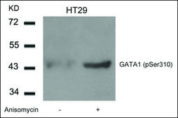 Anti-phospho-GATA1 (pSer310) antibody produced in rabbit affinity isolated antibody