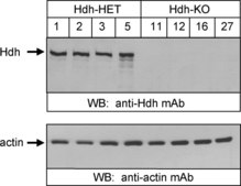 Anti-Actin Antibody, clone C4 ascites fluid, clone C4, Chemicon&#174;