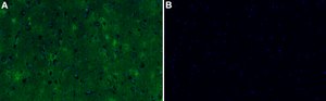 Anti-Neurexin-1-&#946; Antibody, clone 1F14 ZooMAb&#174; Rabbit Monoclonal recombinant, expressed in HEK 293 cells