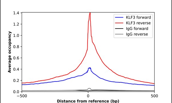 Anti-KLF3 antibody produced in rabbit Prestige Antibodies&#174; Powered by Atlas Antibodies, affinity isolated antibody