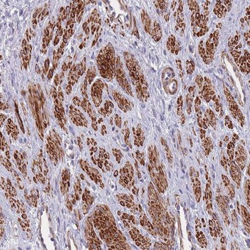 Anti-TOMM40L antibody produced in rabbit Prestige Antibodies&#174; Powered by Atlas Antibodies, affinity isolated antibody, buffered aqueous glycerol solution