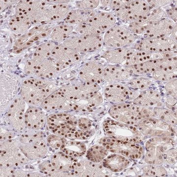 Anti-SLC25A32 antibody produced in rabbit Prestige Antibodies&#174; Powered by Atlas Antibodies, affinity isolated antibody, buffered aqueous glycerol solution