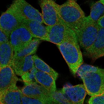 Anti-Ptgdr Antibody Produced In Rabbit Prestige Antibodies&#174; Powered by Atlas Antibodies, affinity isolated antibody, buffered aqueous glycerol solution