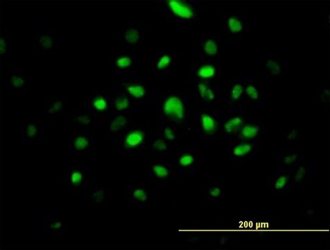 Anti-RNASEH2A antibody produced in mouse purified immunoglobulin, buffered aqueous solution