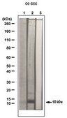 Anticorps anti-acétyl-histone&nbsp;H4 serum, Upstate&#174;