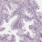 Anti-PAEP antibody produced in rabbit Prestige Antibodies&#174; Powered by Atlas Antibodies, affinity isolated antibody, buffered aqueous glycerol solution