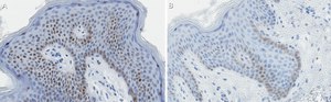 Anti-c-Jun Antibody, clone 1G8 ZooMAb&#174; Rabbit Monoclonal recombinant, expressed in HEK 293 cells