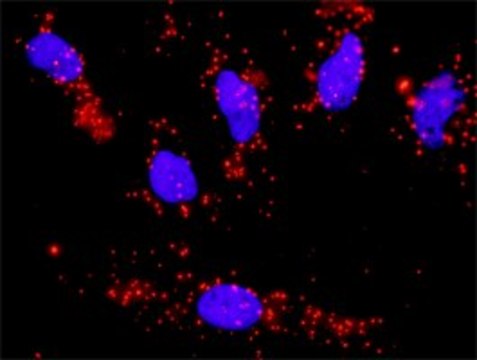 Monoclonal Anti-CCNA1 antibody produced in mouse clone 4A11-5B5, purified immunoglobulin, buffered aqueous solution