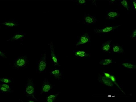 Anti-RFX2 antibody produced in mouse purified immunoglobulin, buffered aqueous solution