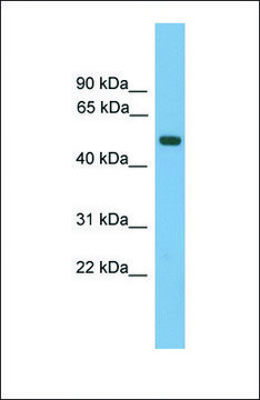Anti-AMN, (N-terminal) antibody produced in rabbit affinity isolated antibody