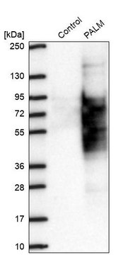 Anti-PALM antibody produced in rabbit Prestige Antibodies&#174; Powered by Atlas Antibodies, affinity isolated antibody, buffered aqueous glycerol solution