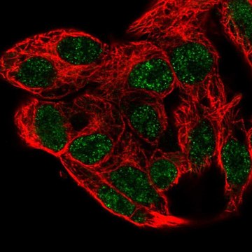 Anti-PCBD1 antibody produced in rabbit Prestige Antibodies&#174; Powered by Atlas Antibodies, affinity isolated antibody