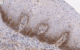 Anti-B7-H3/CD276 Antibody, clone 1D4 ZooMAb&#174; Rabbit Monoclonal recombinant, expressed in HEK 293 cells