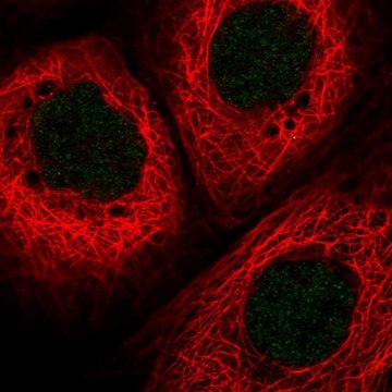 Anti-HLTF antibody produced in rabbit Prestige Antibodies&#174; Powered by Atlas Antibodies, affinity isolated antibody