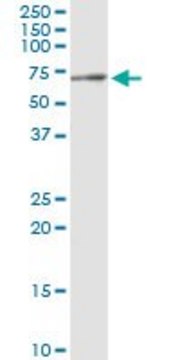 Monoclonal Anti-LGMN antibody produced in mouse clone M2, purified immunoglobulin, buffered aqueous solution