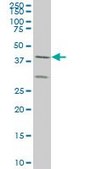 ANTI-ELF3 antibody produced in mouse clone 3B6, purified immunoglobulin, buffered aqueous solution