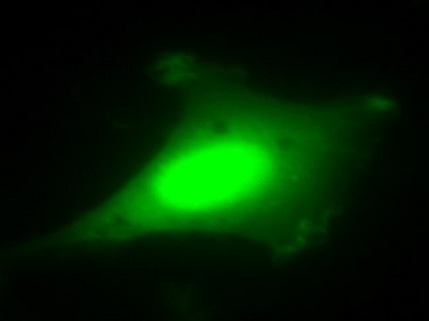 LentiBrite GFP Control Lentiviral Biosensor