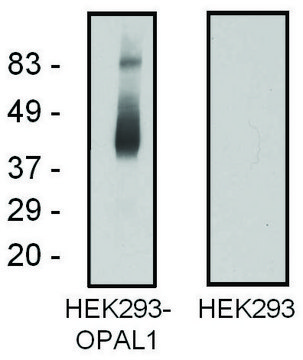 Monoclonal Anti-OPAL1 antibody produced in mouse clone OPAL1-01