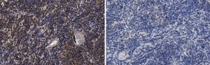 Anti-ROR&#947; Antibody, clone 6F3.1 ZooMAb&#174; Mouse Monoclonal recombinant, expressed in HEK 293 cells