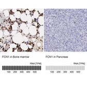 Anti-FCN1 antibody produced in rabbit Ab1, Prestige Antibodies&#174; Powered by Atlas Antibodies, affinity isolated antibody, buffered aqueous glycerol solution