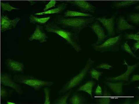 Monoclonal Anti-CYP26B1 antibody produced in mouse clone 2G7, purified immunoglobulin, buffered aqueous solution