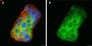 Anti-BMP-2 Antibody, clone 4O5 ZooMAb&#174; Rabbit Monoclonal recombinant, expressed in HEK 293 cells
