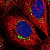 Anti-CASP9 antibody produced in rabbit Prestige Antibodies&#174; Powered by Atlas Antibodies, affinity isolated antibody, buffered aqueous glycerol solution