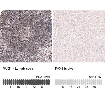 Monoclonal Anti-Pax5 Antibody Produced In Mouse Prestige Antibodies&#174; Powered by Atlas Antibodies, clone CL14550, affinity isolated antibody, buffered aqueous glycerol solution