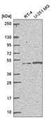 Anti-MSH5 antibody produced in rabbit Prestige Antibodies&#174; Powered by Atlas Antibodies, affinity isolated antibody