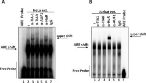 Anti-AUF1 Antibody Upstate&#174;, from rabbit