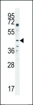 ANTI-GAL3ST2 (C-TERM) antibody produced in rabbit IgG fraction of antiserum, buffered aqueous solution