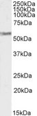Anti-VMAT2/SLC18A2 antibody produced in goat affinity isolated antibody, buffered aqueous solution