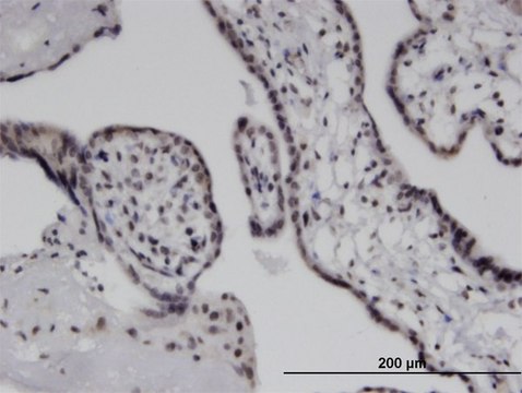 Monoclonal Anti-IFIH1 antibody produced in mouse clone 3F6, purified immunoglobulin, buffered aqueous solution