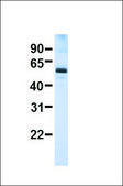 Anti-CYP46A1 antibody produced in rabbit affinity isolated antibody